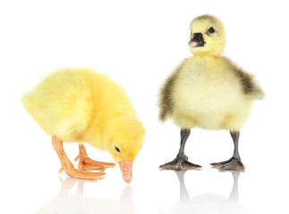 Little ducklings isolated on white