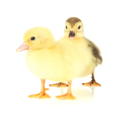 Cute ducklings, isolated on white