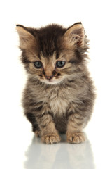 Small kitten isolated on white