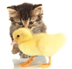 Small kitten and duckling isolated on white