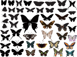 color and black butterflies collection on white