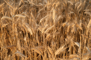 Fototapeta premium Grano