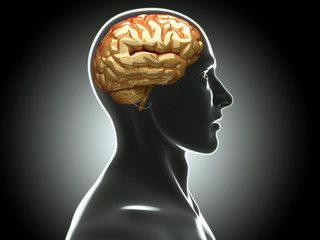 Obraz premium human brain