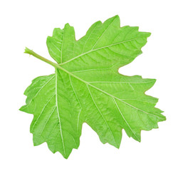 grape leaf