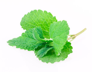 mint, lemon balm