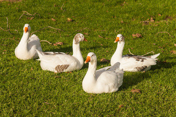 flock of domestic geese resting on fresh grass