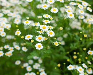 Cercles muraux Marguerites wildflowers
