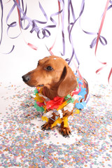 Carnival dog party