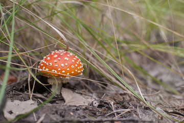 Forest mushrooms in the grass