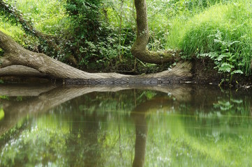 Fototapeta premium Flusslandschaft mit gefallenem Baum