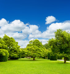 beautiful park trees over blue sky. formal garden