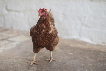 Gallina