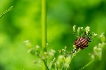 Striped stink bug climbs on umbels 