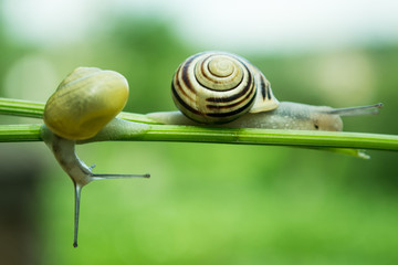 Common garden snail crawling on green stem of plant 