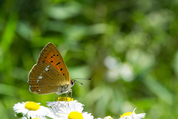 Fototapeta na wymiar Colorful monarch butterfly sitting on chamomile flowers