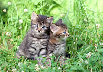 Naklejka na ściany i meble Two little kittens sitting on the grass