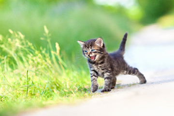 Little meowing kitten walking on the sandy road