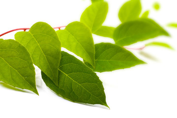 green liana plant isolated on white background