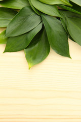 beautiful green leaves, on wooden background