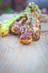 Young onions and garlic on a wooden board
