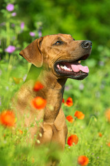 Rhodesian ridgeback puppy dog in a field of flowers