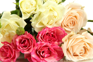 Beautiful colorful roses close-up isolated on white