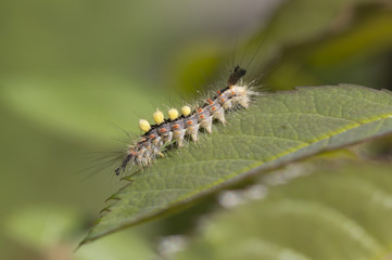 Caterpillar butterfly Orgyia antiqua.