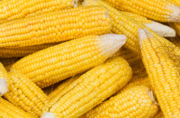 Fresh corn cobs