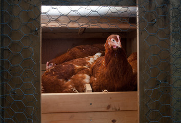 chickens in the coop © Gabriel Cassan