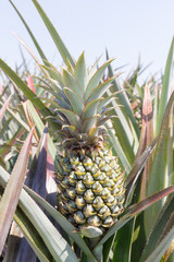 Fototapeta premium Pineapple Plantation.