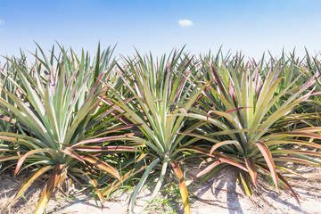 Pineapple plantation.