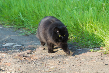 Naklejka premium long-haired black cat