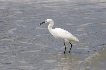 Bird fishing