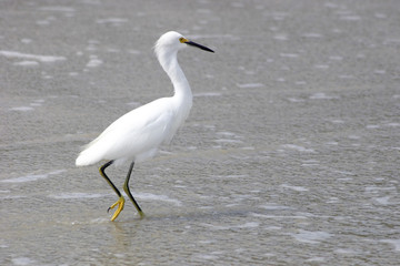 White bird