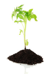 Young plant in ground isolated on white
