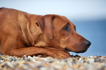 Dog resting on the beach