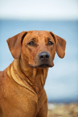 Dog resting on the beach
