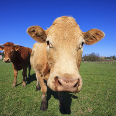 portrait of cow