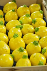 Courgettes ronde jaune