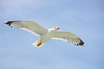 Obraz premium Seagull in flight