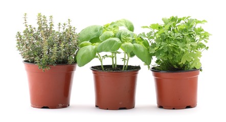 Thyme, basil and parsley in planting pots on white background