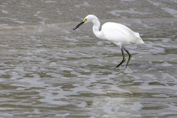 White bird fishing