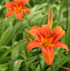 tiger lily flowers