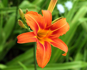 Fototapeta premium tiger lily flower
