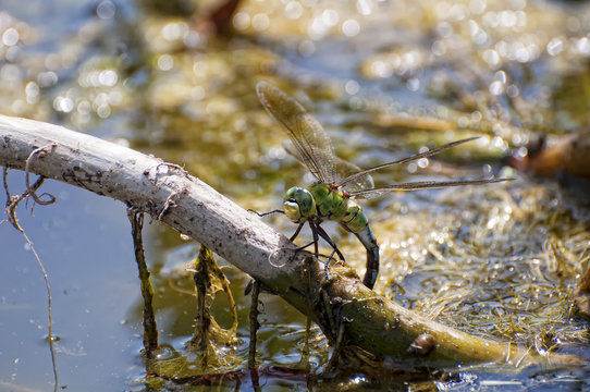 Dragonfly Putting Eggs