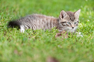 Obraz premium little kitten