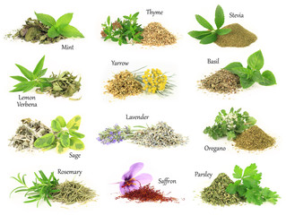 Collection of fresh and dry aromatic herbs