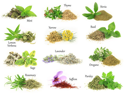 Collection of fresh and dry aromatic herbs