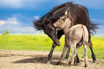 Papier Peint photo autocollant Âne black horse and gray donkey play