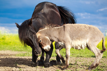 schwarzes Pferd und grauer Esel spielen